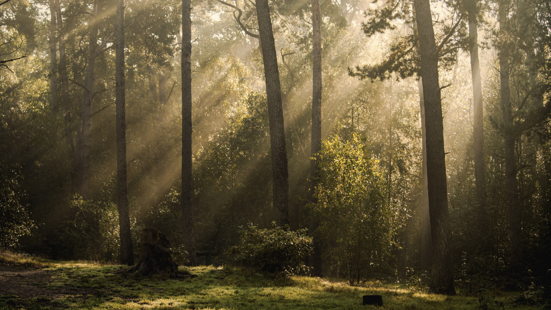 Wald mit schönem Lichteinfall